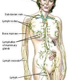 HOW TO HEAL FROM WITHIN – LYMPH DRAINAGE!
